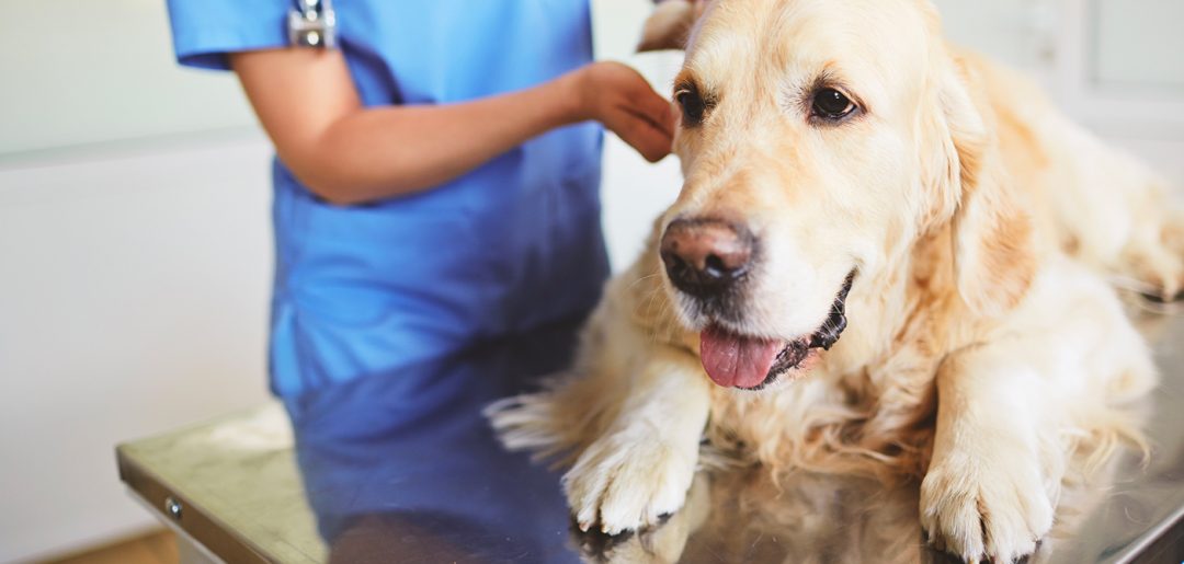 vet care for low income families