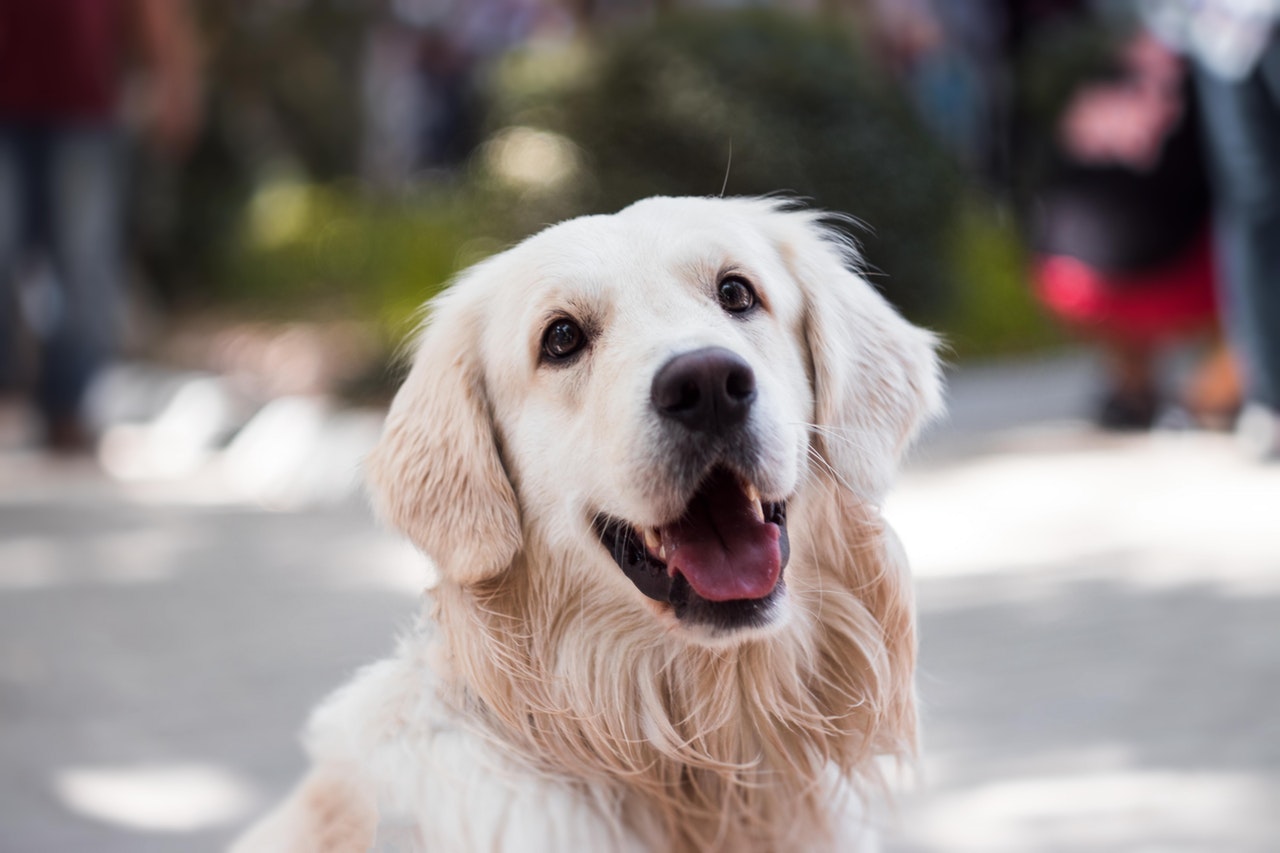 Clark County Humane Society finds forever homes for new Golden Retriever  puppies