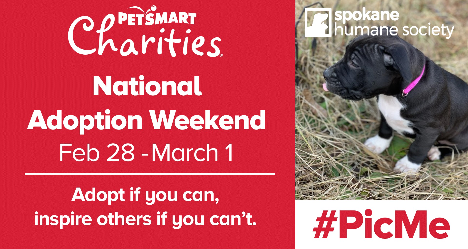 PetSmart Charities celebrates National Adoption Week with Best Friends  Animal Society