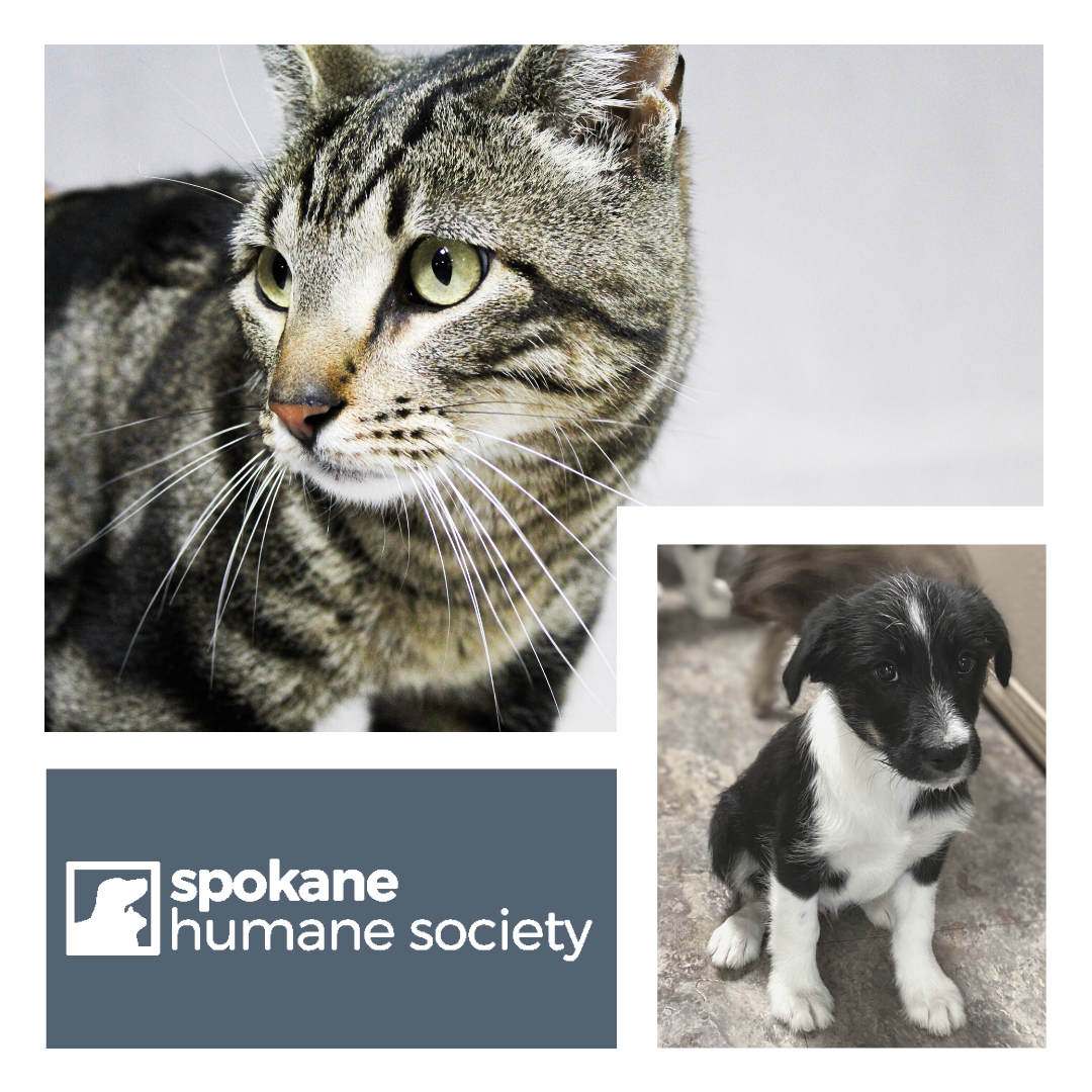 adopt – cats – Spokane Humane Society