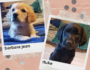 april brought us… lab/labradoodle puppies!!!