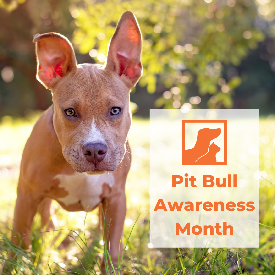 Copy-of-National-Pit-Bull-Awareness-Month-1.png