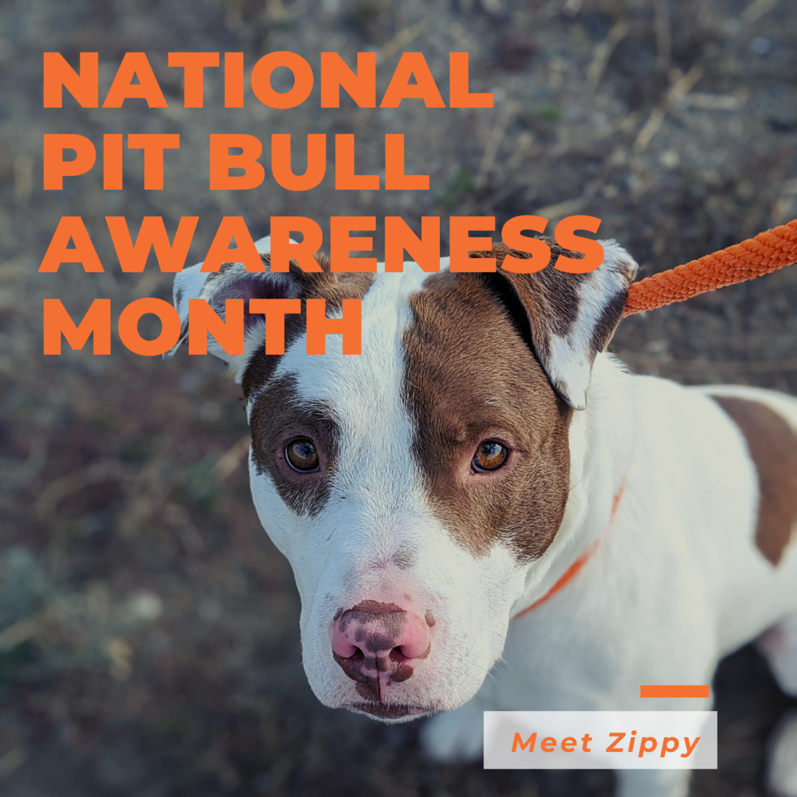 National-Pit-Bull-Month-2.png