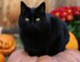 the truth about black cats & halloween