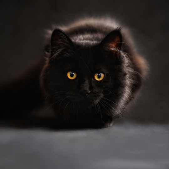 the truth about black cats