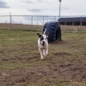 Kane