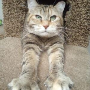 Tigger