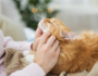 why do cats purr?