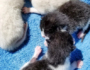 Foster Families Urgently Needed!