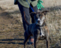 Walking Shelter Dogs By Yvonne Leach