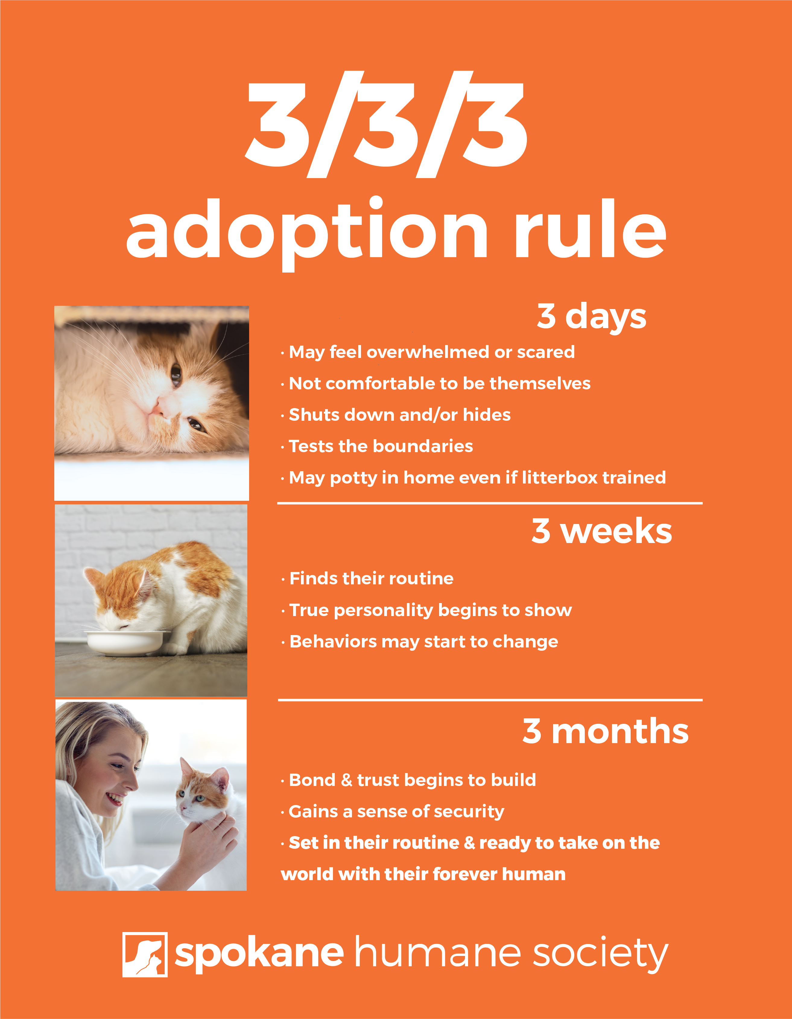 what is the process for adopting a dog