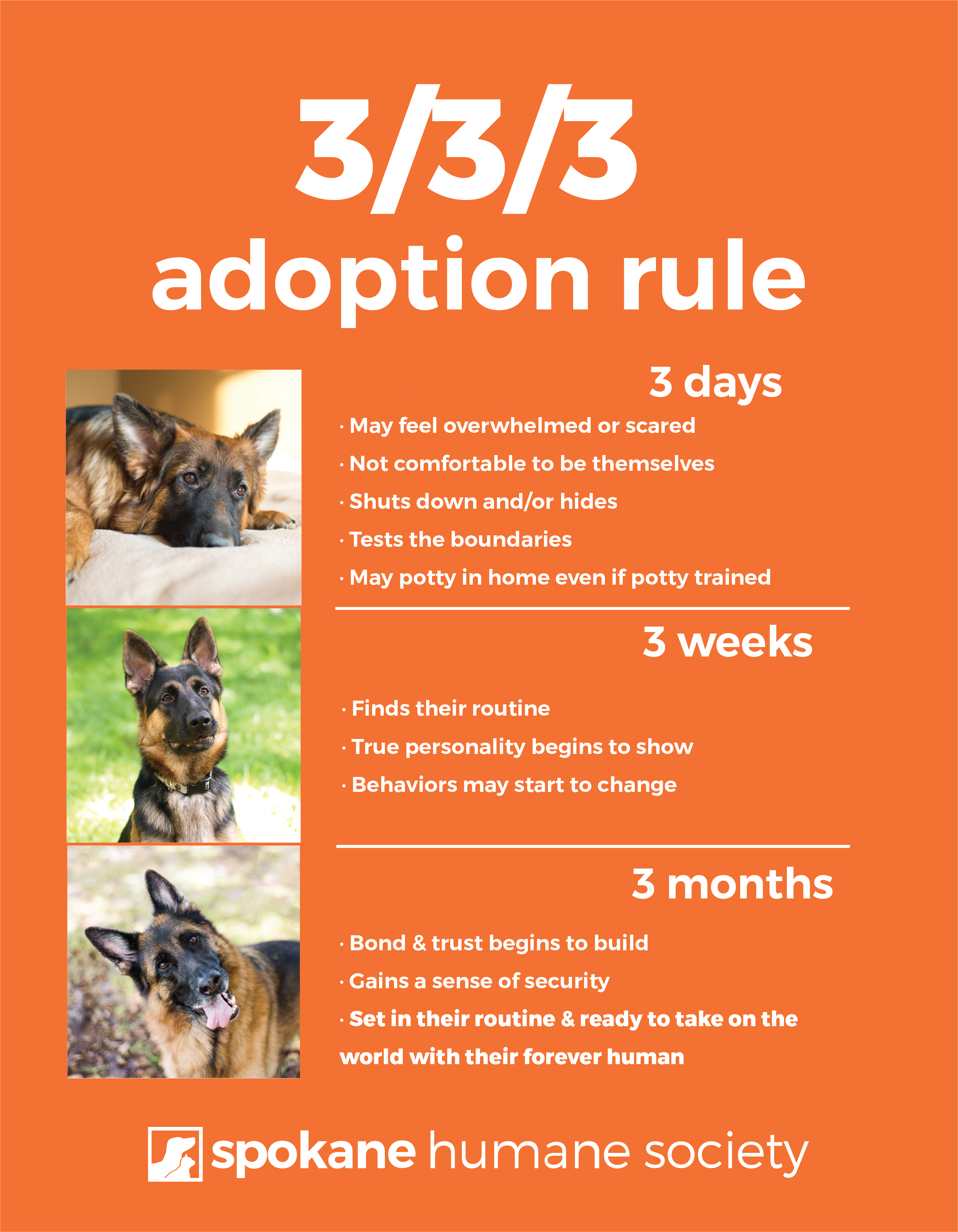 what is the process for adopting a dog