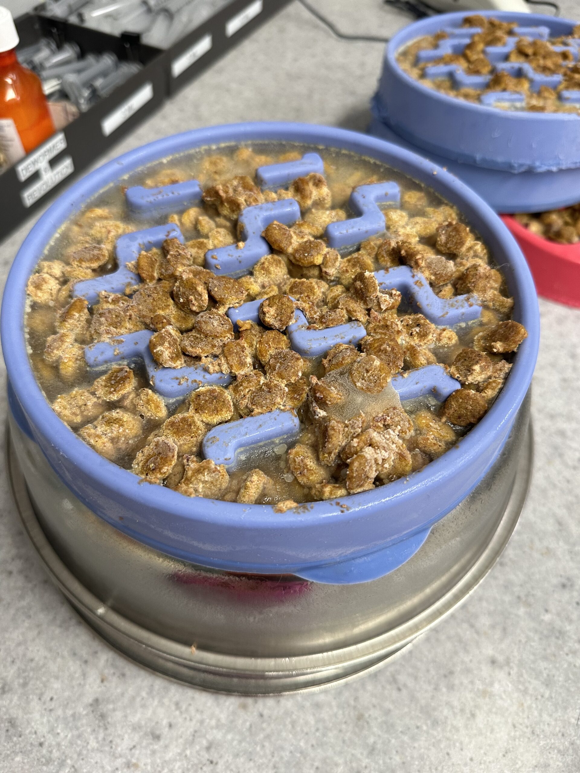 Best Slow Feeders Spokane Humane Society