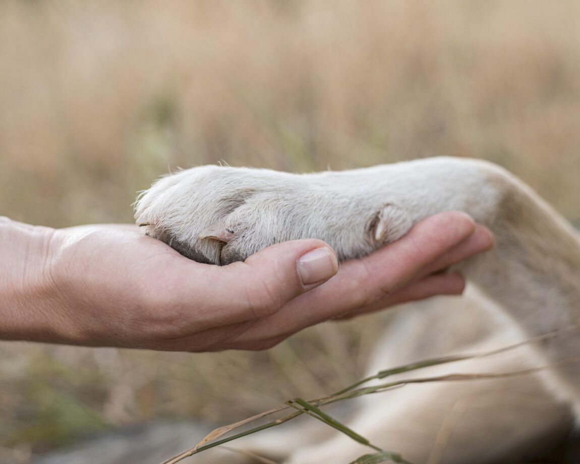 side-view-person-holding-dog-s-paw-scaled.jpg