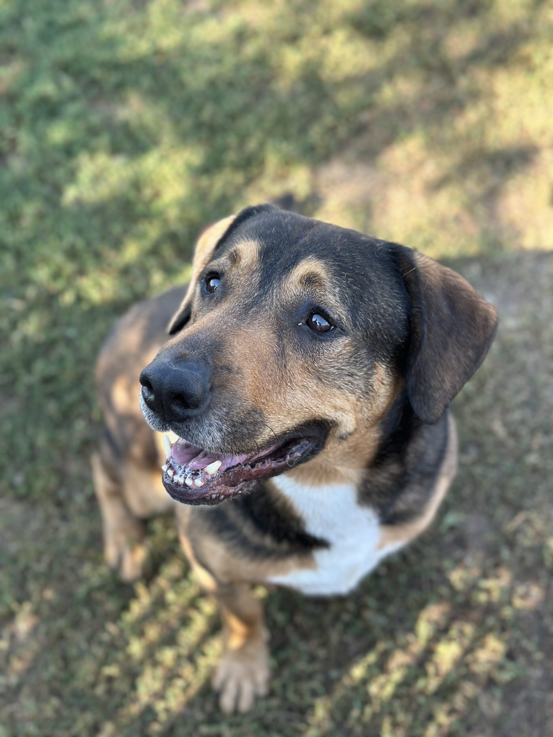 Long-Term Resident: Meet Lucky – Spokane Humane Society