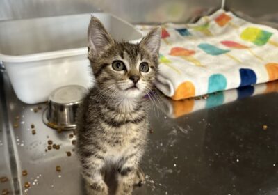 Clinic Staff Saves the Lives of Kittens