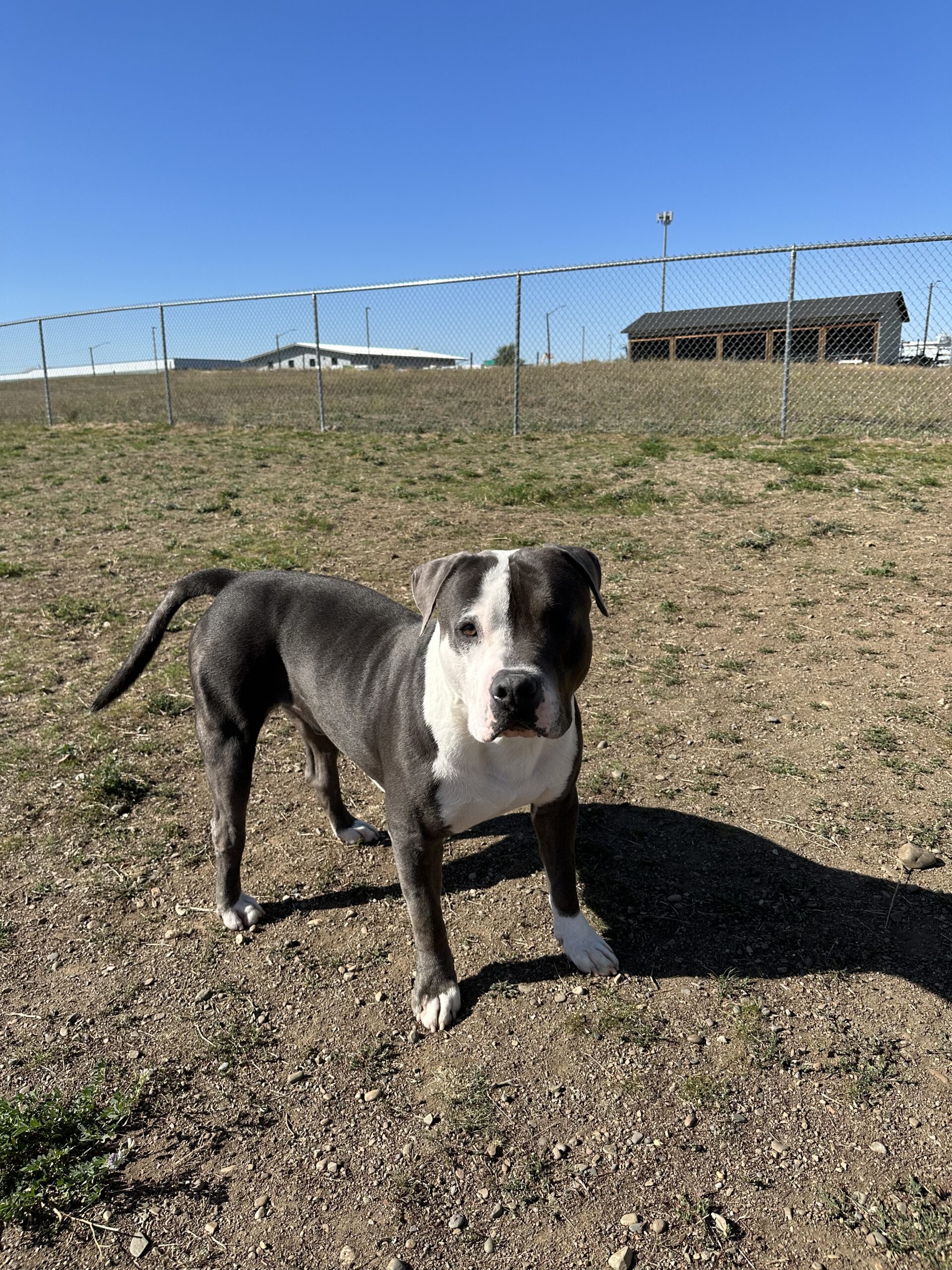 long-term-resident-meet-brody-spokane-humane-society