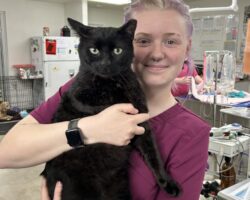 FIV+ feline, Angel, continues to live a healthy and happy life