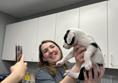 Overflow of Puppies – sign up to foster today!