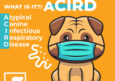Atypical Canine Infectious Respiratory Disease
