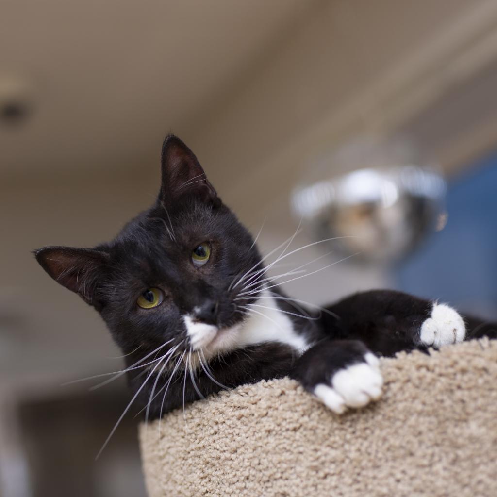 adopt – cats – Spokane Humane Society