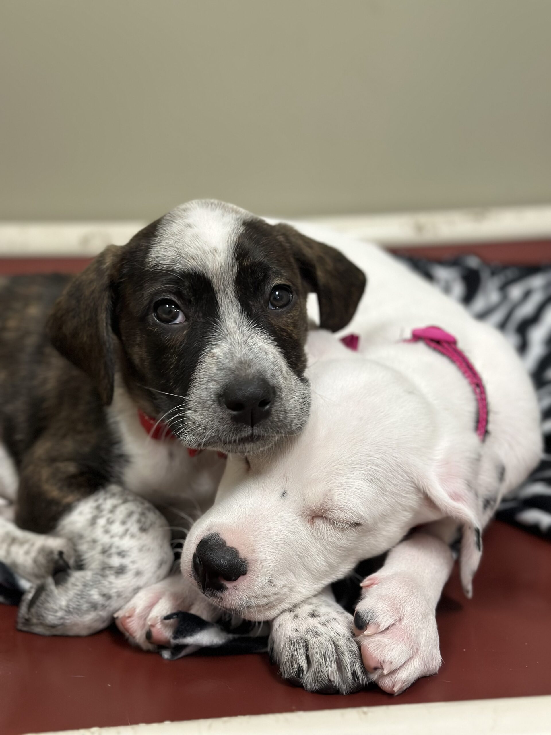 Puppy Palooza at SHS &ndash; Spokane Humane Society