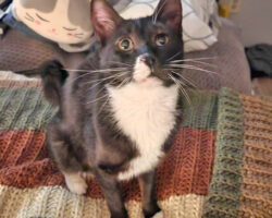 Championing for Fozzie: A Special Cat in Need of a Forever Home