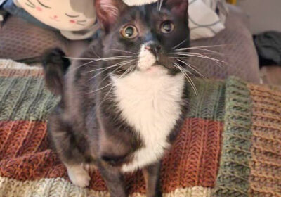 Championing for Fozzie: A Special Cat in Need of a Forever Home