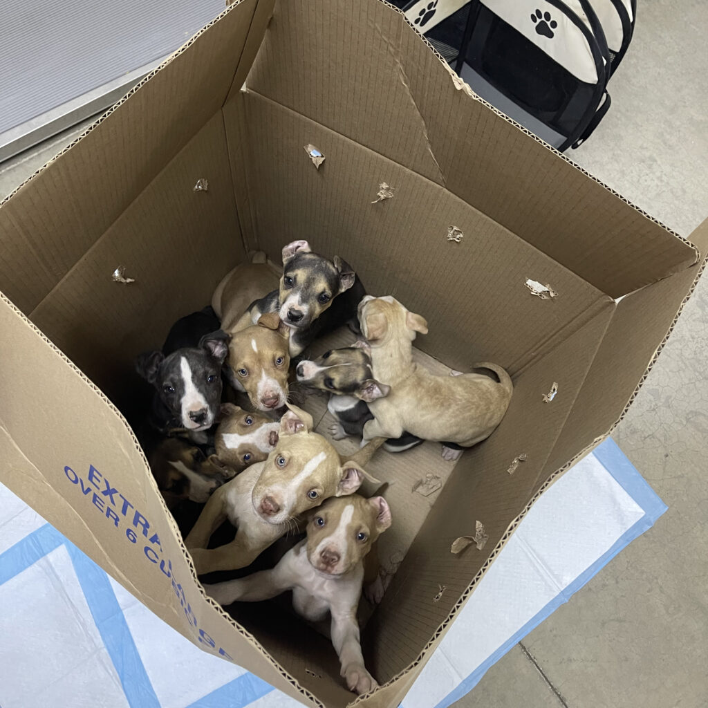From Abandoned to Adored: Box Babies