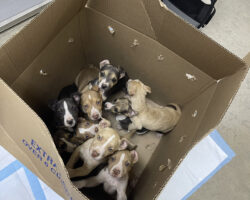 From Abandoned to Adored: Box Babies