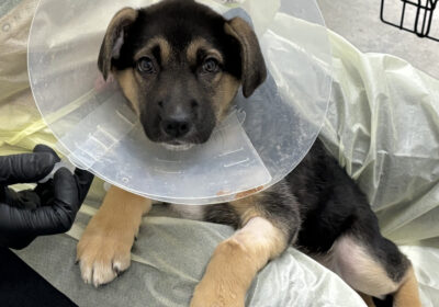 From Adversity to Adoption: Our Path to Saving Recent Parvo Puppies