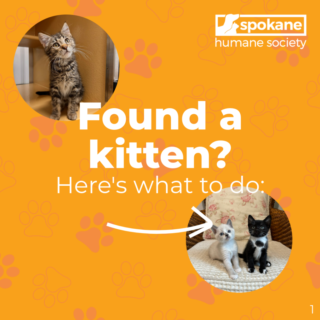 Did you find a kitten? Here's what to do