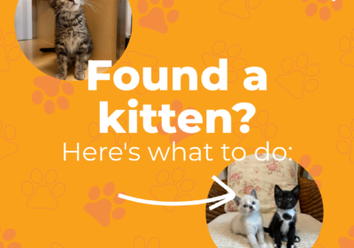 Did you find a kitten? Here’s what to do
