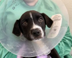 Tinsel and Ribbon’s Brave Battle Against Parvovirus