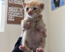 Kitten Season Survival Guide