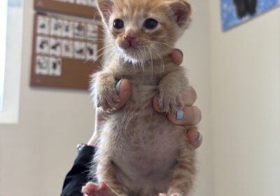 Kitten Season Survival Guide