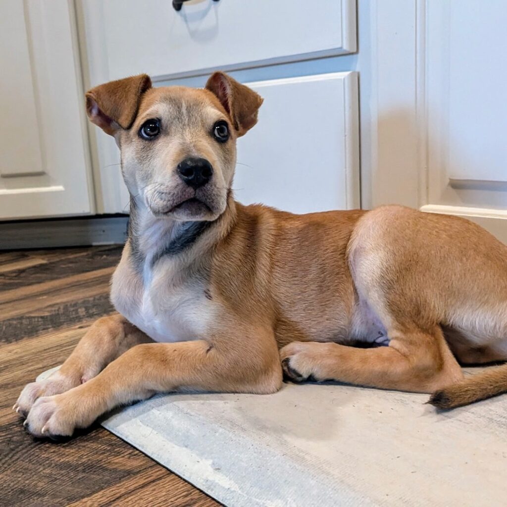 Keep your Pups Parvo Free