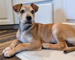 Keep your Pups Parvo Free