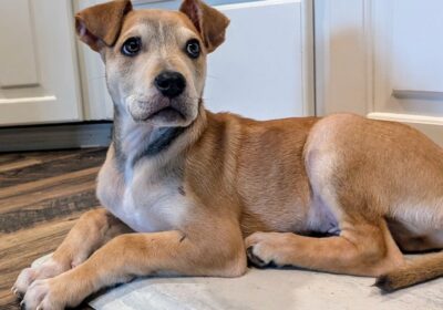 Keep your Pups Parvo Free
