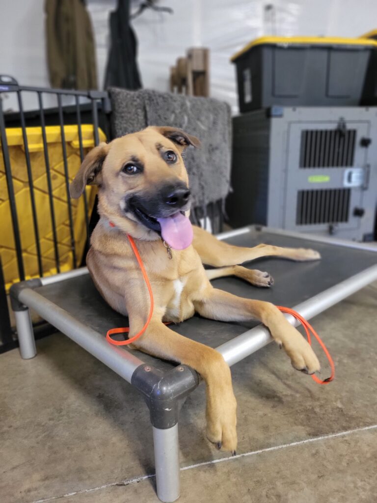 Oso Graduates to a Forever Home