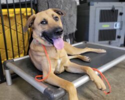 Oso Graduates to a Forever Home