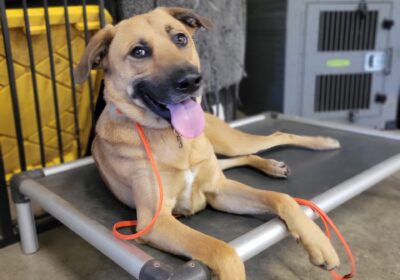 Oso Graduates to a Forever Home
