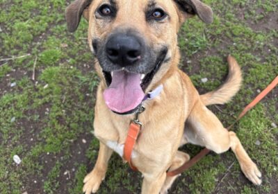 Oso’s Transformation-Training for a Fresh Start