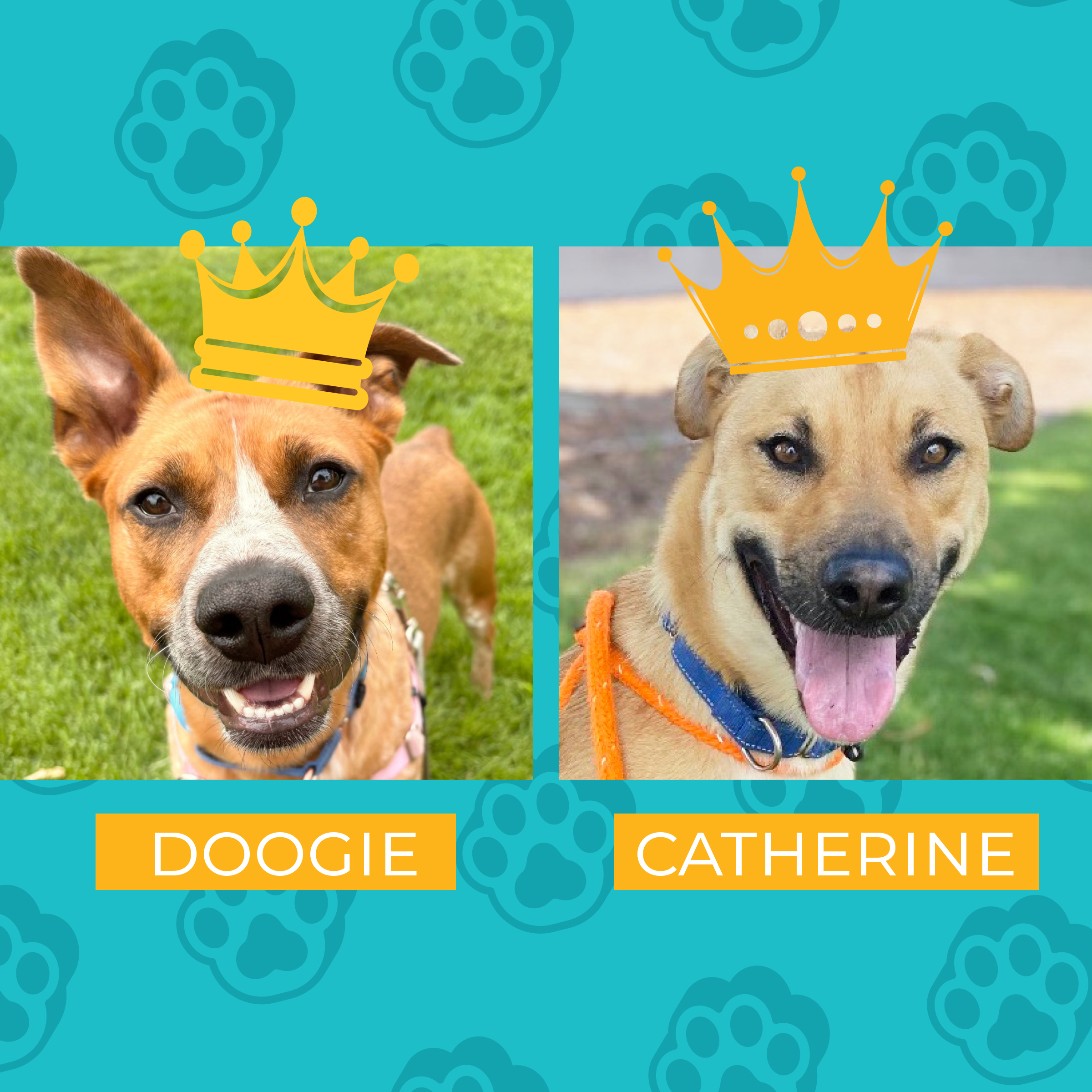 doogieCatherine