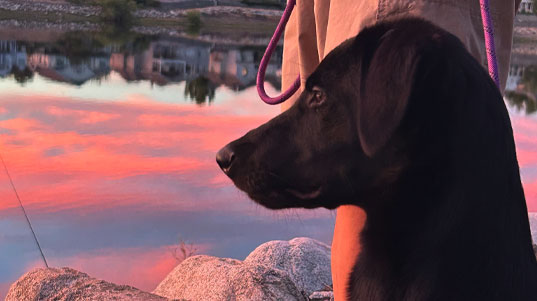 Four Sisters Still Waiting: Black Lab Mixes Searching for Home