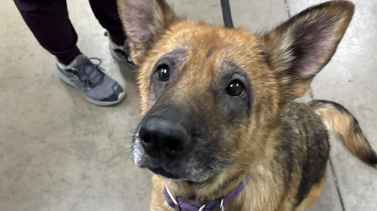 When It Rains, It Pours: Our STAR Fund Needs You